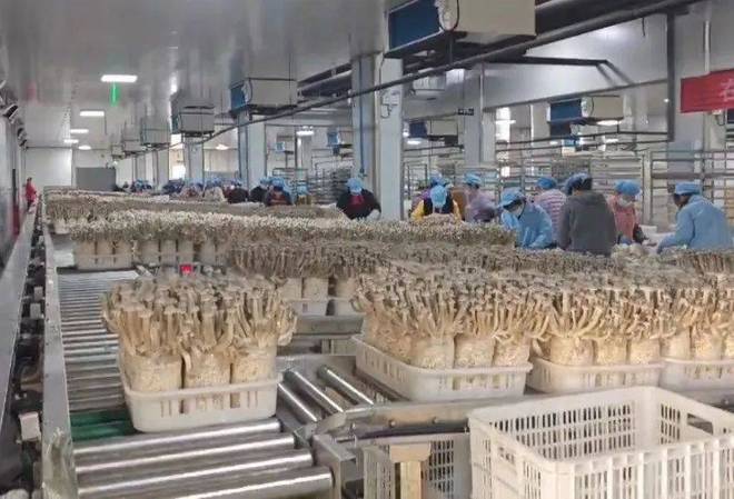 驻马店农加会企业推介第二期 优质品牌齐亮相，共话发展再启新篇——聚焦食用菌研发