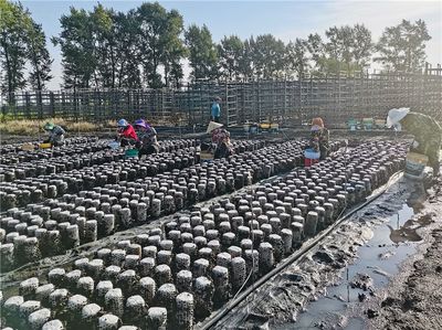 广开食源耘天下--探寻&ldquo;大食物观&rdquo;在基层的生动实践