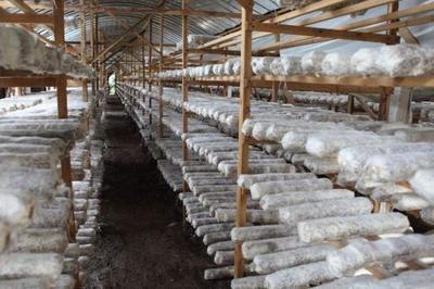 从实验室到田园 海归博士的食用菌创业传奇