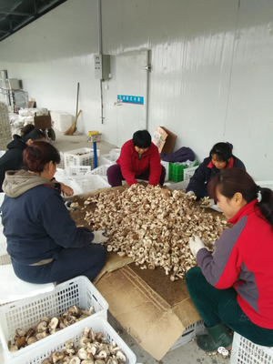 食用菌研发 科技赋能农业，助力农民增收致富