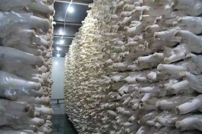 丰县农业新模式 食用菌研发引凤来巢，安徽固镇县代表团考察取经