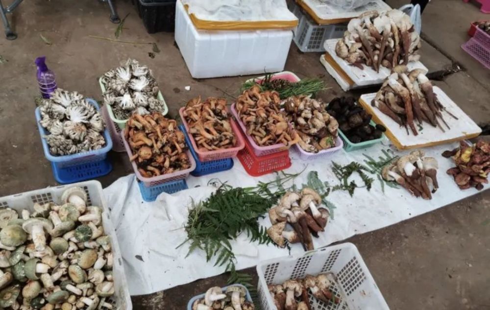 昆明 构建国际野生菌中心的战略机遇与挑战