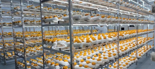 合作共建特色食用菌产业园，深耕食用菌研发新动能