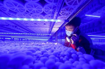 成都青白江 看企业如何发力“新质生产力” 食用菌研发