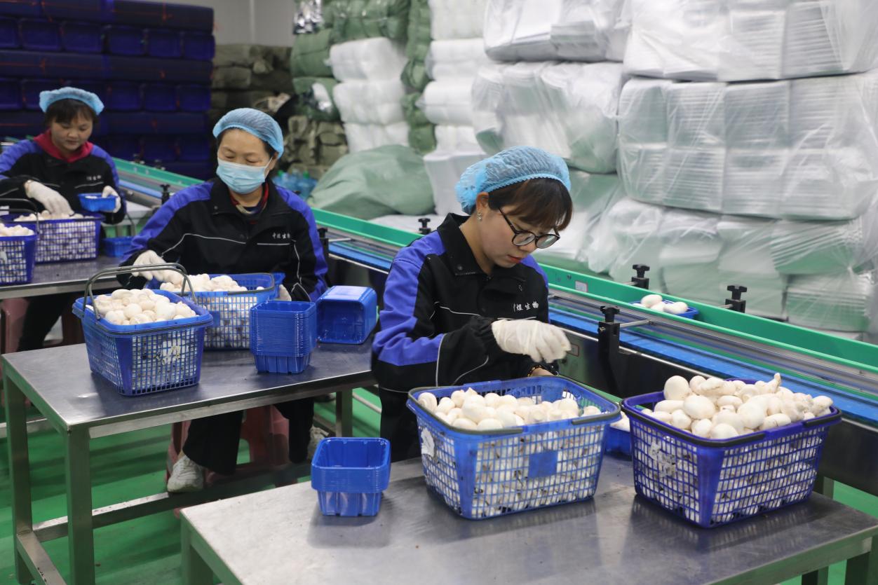 安徽向新︱宿州灵璧:小菇撑‘伞’记 食用菌研发