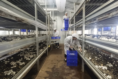 段登云深入调研食用菌全产业链及研发项目建设进展